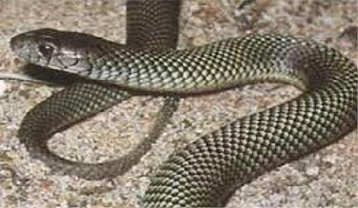 त्रिपुरा :  सांप के काटने से 3 की मौत