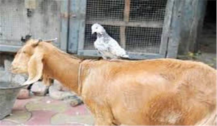 त्रिपुरा में बकरा चोरी के 41 साल पुराने मामले में व्यक्ति गिरफ्तार त्रिपुरा में बकरा चोरी के 41 साल पुराने मामले में व्यक्ति गिरफ्तार