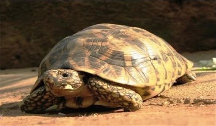 कछुए की 36 किलो खाल के साथ तस्कर गिरफ्तार