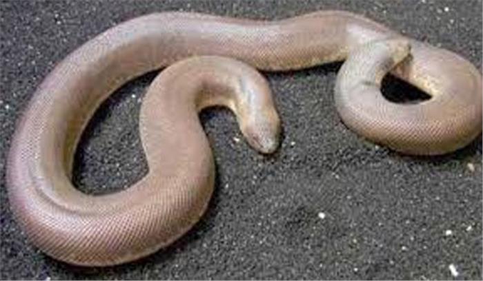 मध्यप्रदेश :तस्करों ने दोमुंहा सांप एक लाख रुपए में खरीदा था 
