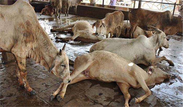 उप्र : गोशाला में 35 गायों की मौत