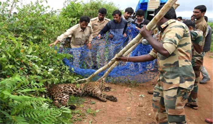 उप्र : 2 घंटे चला तेंदुए व ग्रामीणों में लुकाछिपी का खेल