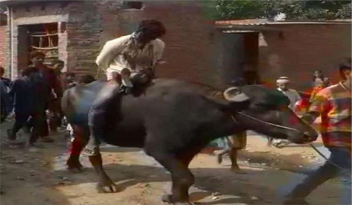 उप्र : कुकर्म के आरोपी का मुंह काला कर पहनाई जूतों की माला, भैंसे पर घुमाया