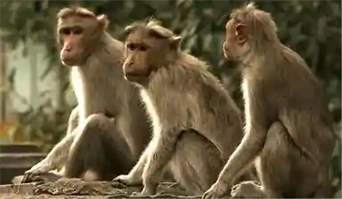 उप्र के संभल में निमोनिया से हुई थी बंदरों की मौत, पोस्टमार्टम से हुआ खुलासा