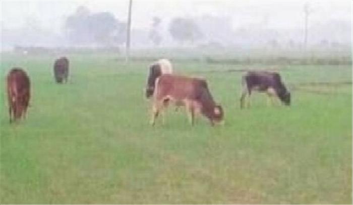 उप्र : आवारा मवेशी लोगों की सुरक्षा, फसलों के लिए खतरा उप्र : आवारा मवेशी लोगों की सुरक्षा, फसलों के लिए खतरा