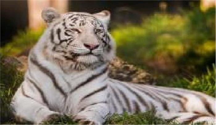 उप्र : लखनऊ प्राणि उद्यान में सफेद बाघ आर्यन की मौत