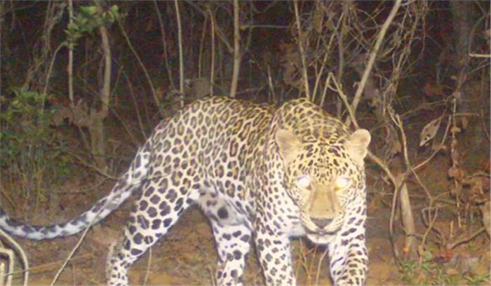 गुजरात: तेंदुए के हमले से किसान की मौत