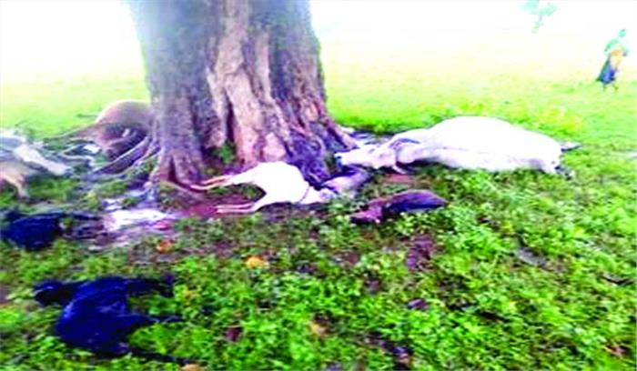 आकाशीय बिजली गिरने से 7 मवेशियों की मौत