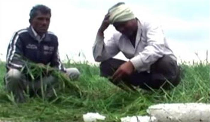 बेमौसम बरसात से फसल खराब, पंजाब सरकार का भरपाई का भरोसा