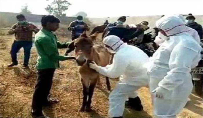 उप्र : 4 बेजुबानों को मिली सजा-ए-मौत