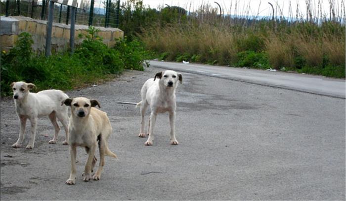 उप्र : सीतापुर में खूंखार कुत्तों का आतंक जारी, एक और बच्ची की मौत
