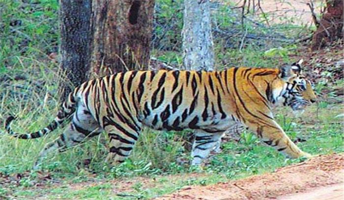 उप्र : बाघिन के हमलों से ग्रामीणों में खौफ