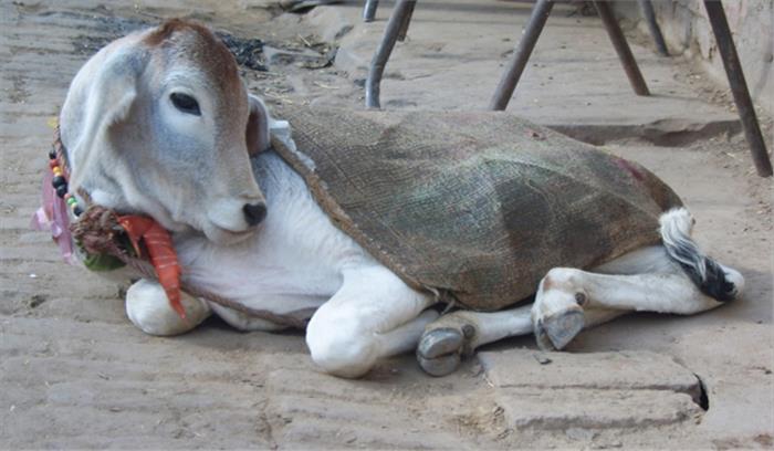 उप्र : गाय को राज्यमाता घोषित किए जाने को हस्ताक्षर अभियान जारी