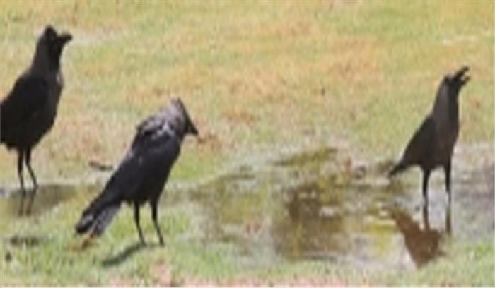 अलीगढ़ में 100 बगुले, कौवे मृत पाए गए