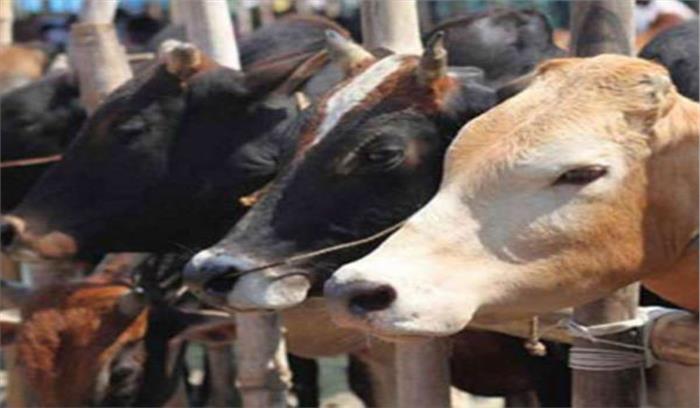 यूपी: टोल प्लाजा पर गोवंश से भरा ट्रक पकड़ा गया