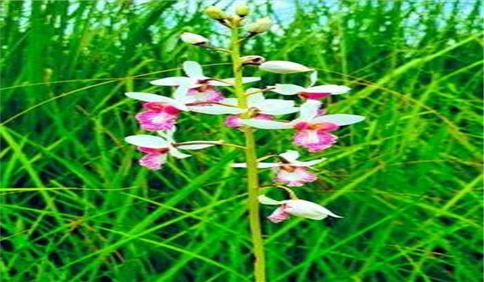 दुधवा रिजर्व में 1 सदी बाद दुर्लभ ऑर्किड मिला दुधवा रिजर्व में 1 सदी बाद दुर्लभ ऑर्किड मिला