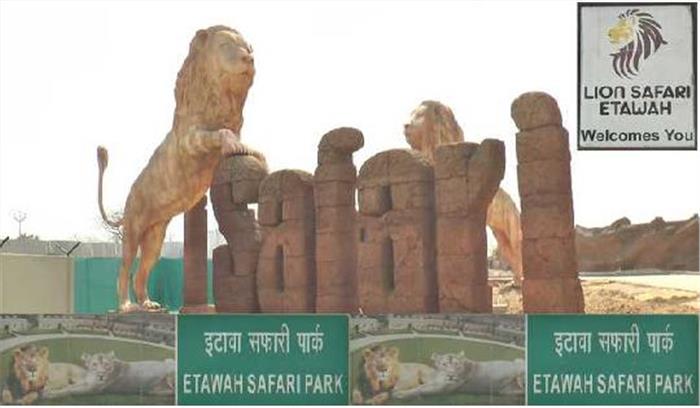 इटावा सफारी पार्क में शेरों का कुनबा बढ़ाने की कवायद शुरू की जा रही