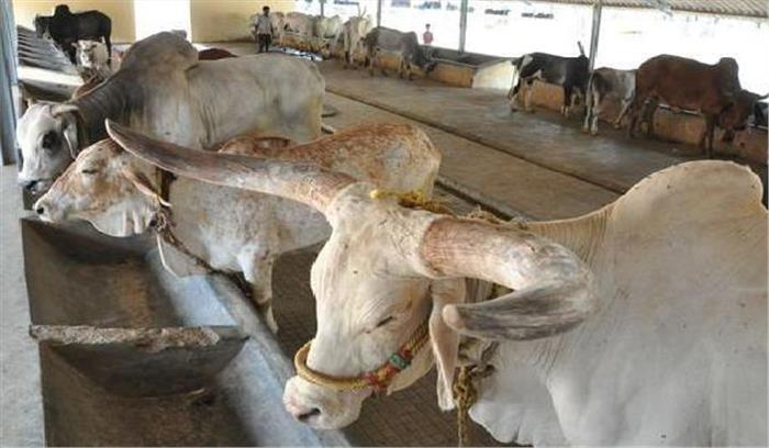 बुंदेलखंड : अन्ना पशुओं की परवरिश के लिये गोकुल मिशन कार्यक्रम