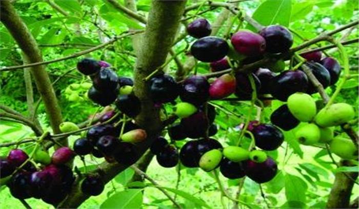 उत्तर प्रदेश के जामुन का स्वाद अब चख सकेंगे ब्रिटेनवासी