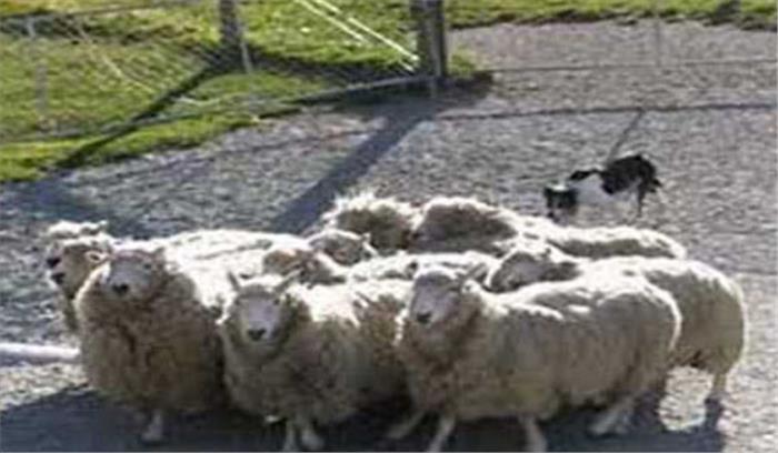 उप्र: अज्ञात जानवर के हमले में 110 भेड़ों की मृत्यु