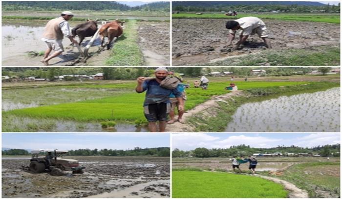 यूपी धान उत्पादन में लगातार दूसरे साल भी रिकॉर्ड बनाने की ओर