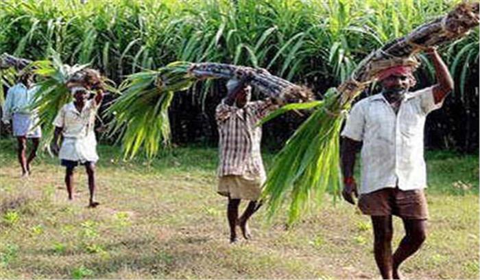 गन्ना विभाग की योजनाओं के लिए किसान करें आनॅलाइन पंजीकरण: उत्तर प्रदेश सरकार