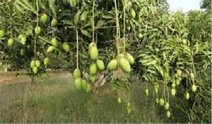 कलीमुल्ला के आम की नयी किस्म चिकित्सकों को समर्पित