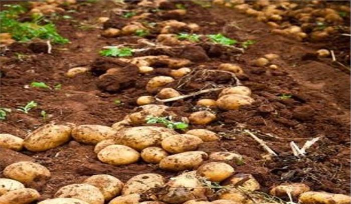 ओलावृष्टि से बर्बाद हुई आलू की फसल, सदमे से किसान की मौत