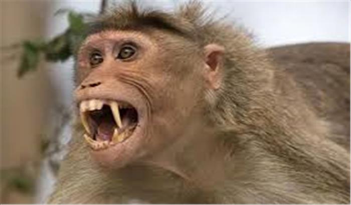 औरैया में बंदरों के हमले से छत से गिरकर एक की मृत्यु