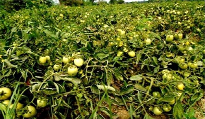  उत्तर प्रदेश के लखनऊ में फलों की बगिया बनेंगे कालोनियों के पार्क