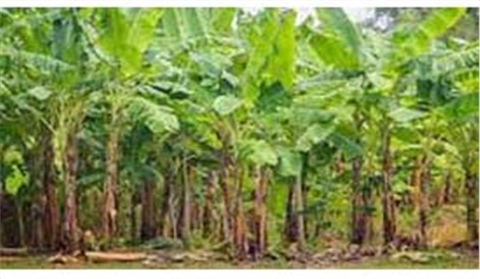 केले में अब नहीं फैलेगा पनामा विल्ट ,मिलेंगे स्वस्थ पौधे