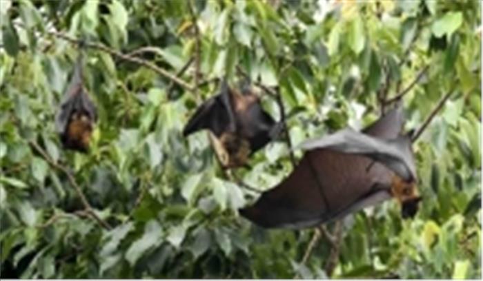 यूपी में ब्रेन स्ट्रोक के कारण हुई चमगादड़ों की मौत : आईवीआरआई रिपोर्ट