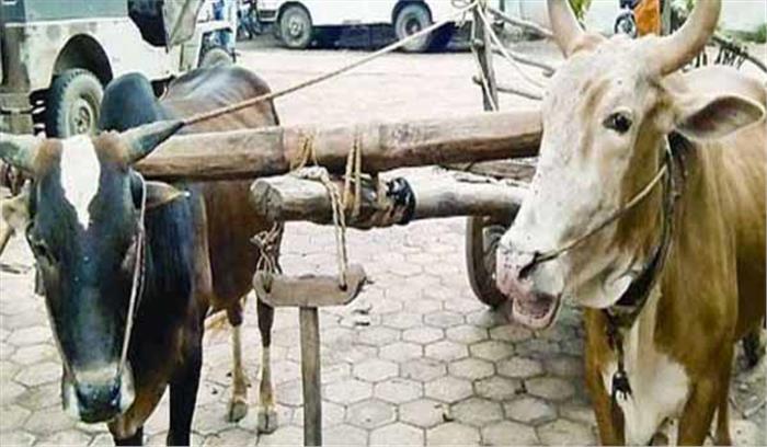 गोण्डा: बैलगाड़ियों के बीच दबने से किसान की मौत