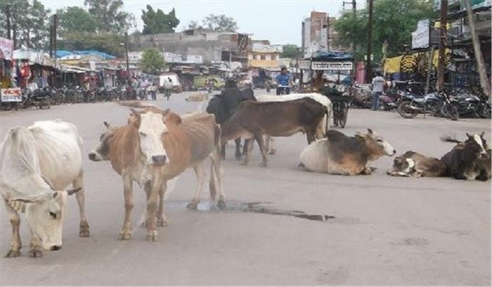 65 साल पुराना कानून बदलने से गोवंश-जीवन हुआ सुरक्षित 65 साल पुराना कानून बदलने से गोवंश-जीवन हुआ सुरक्षित