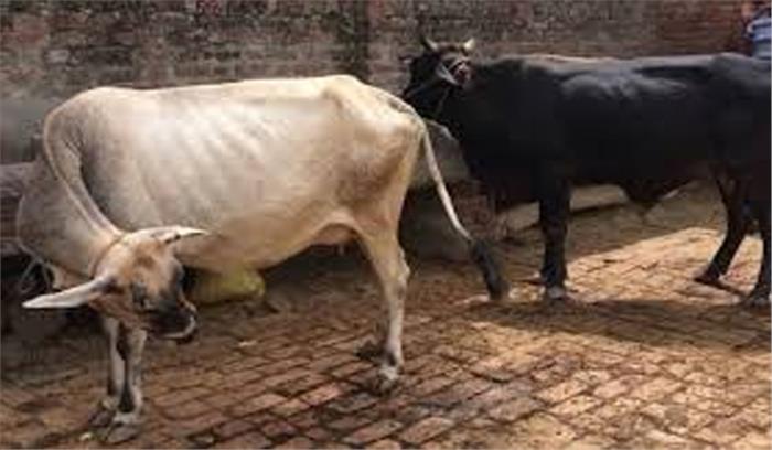 उप्र : गौशाला में 25 गायें मृत मिलीं