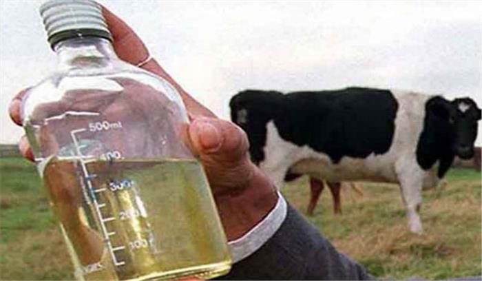 बाँदा: गौ-आश्रय स्थलों से गौ-मूत्र की बिक्री शुरू