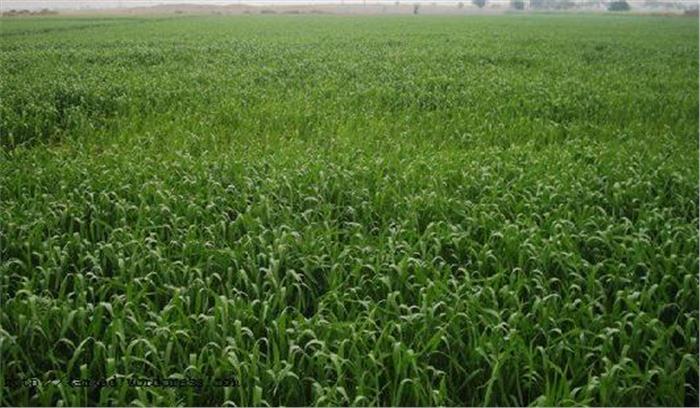 इलाहाबाद: खेत से मिला महिला का शव