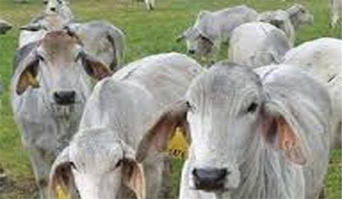 महोबा में 36 गोवंश बरामद