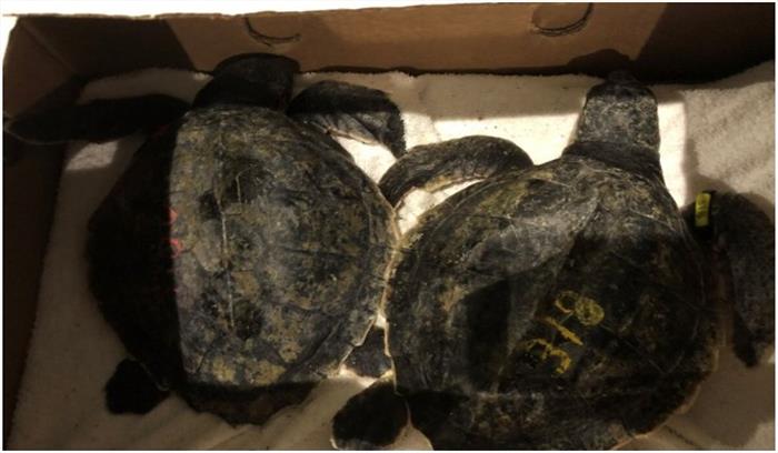 कानपुर में स्पेशल टास्क फोर्स ने जब्त किए 1,300 कछुएं कानपुर में स्पेशल टास्क फोर्स ने जब्त किए 1,300 कछुएं