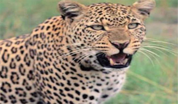 इटावा में तेंदुए ने बकरी को बनाया निवाला