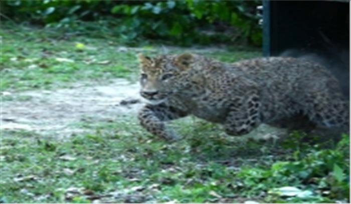 उप्र में कुएं में गिरा तेंदुआ, निकालने के लिए चला बचाव अभियान