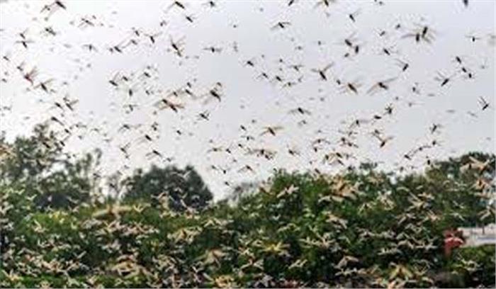 उप्र में टिड्डियों के अंडों को खोजकर नष्ट किया जाएगा