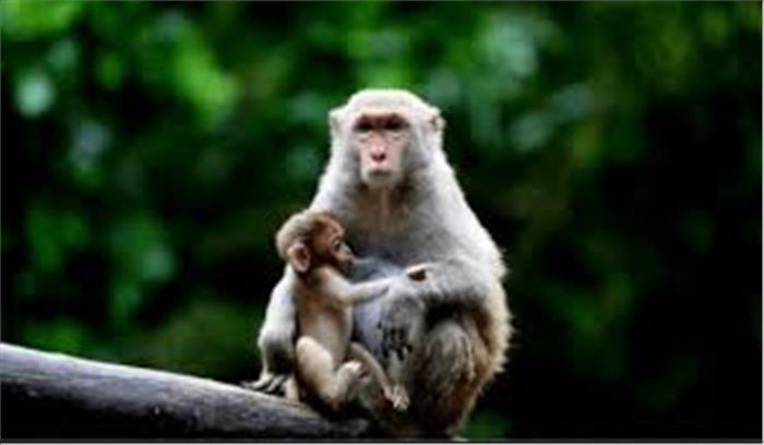 बंदरों के हमले से डरी महिला छत से गिर कें मौत