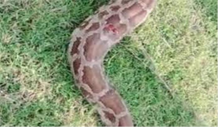 उप्र : ग्रामीणों ने अजगर को पीट-पीटकर मार डाला