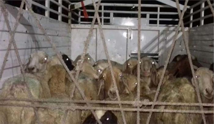 गोरखपुर में प्रेमी ने प्रेमिका के बदले उसके पति को दी 71 भेड़ें!