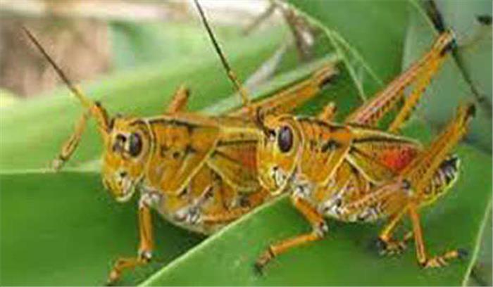 उप्र में टिड्डियों का हमला, अलर्ट जारी