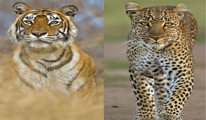 लोगों के जंगलों में प्रवेश करने से बाघ, तेंदुए कर रहे मानव पर हमला