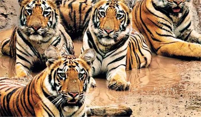 उप्र : दुधवा रिजर्व में 5 शावकों के साथ दिखी बाघिन