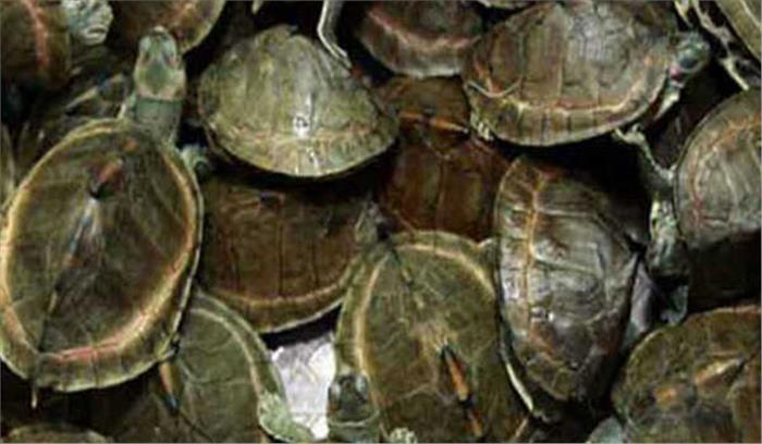 17 कछुए बरामद कर नेपाली तस्कर को किया गिरफ्तार