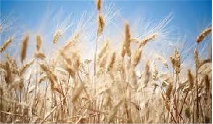 शाहजहांपुर: किसान ने गेहूं की पूरी फसल को किया प्रधानमंत्री कोष में दान